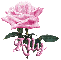 pink rose ally