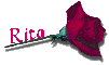 Red Rose - Rita