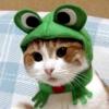 frog cat