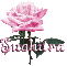 pink rose suchitra