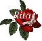 Butterfly Red Rose - Rita