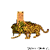 Cheetah by Dawn-Marie
