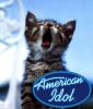 American Idol Cat