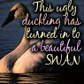 beautiful swan no longer the ugly duckling