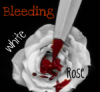 Bleeding White Rose