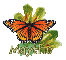 Butterfly - Maythe