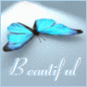 blue  butterfly