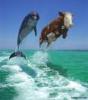 dolphin and cow