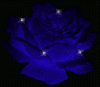 Little Blue Rose