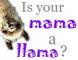 Llama Mama?