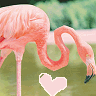 love flamingos