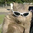 wombat with sunglasses
