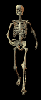 skeleton walk