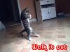 Walk it out (Cat moonwalking)