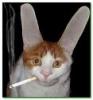 big eared cat smoking 