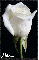 White Sparkly Rose for Melanie