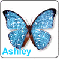 Ashley Butterfly Icon 