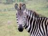 Zebra on stripe