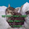 Cat Club Card