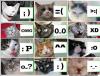 cat expressions