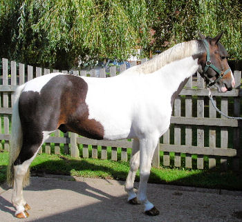 Pretty Horse