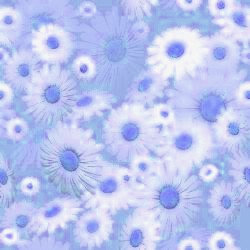 daisies