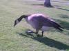 Goose in Park