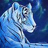 blue tiger lyin down