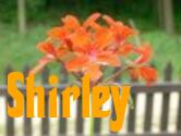 Shirley