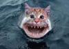 JAWS 3 KITTYS UNLEASHED