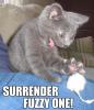 Surrender Fuzzy One!!!