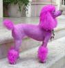 Purple Poodle