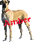 Amber - Great Dane