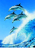 magic dolphins