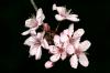 cherry blossom pink/black 