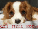 Cute Sad Puppy Tag - Get Well Soon