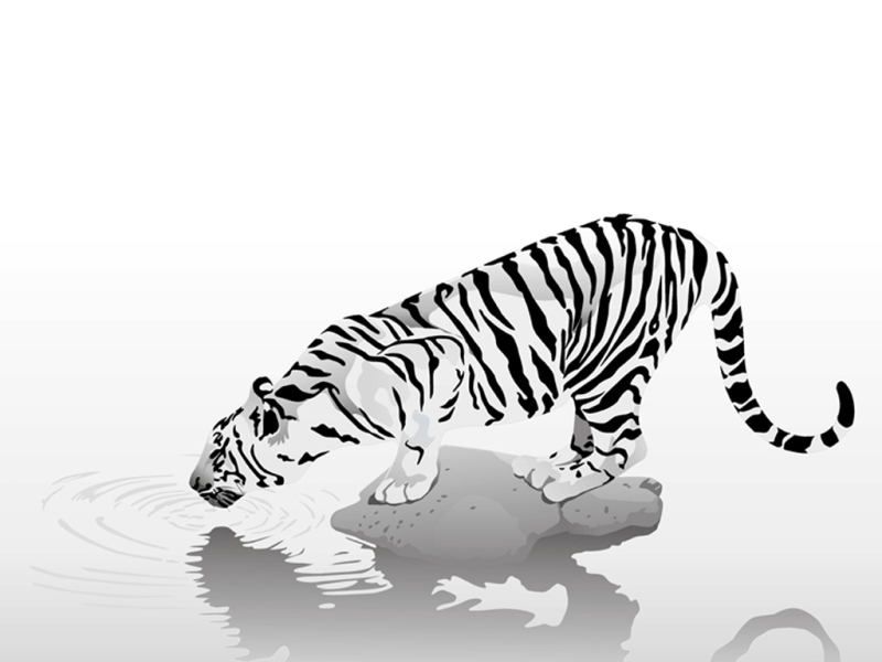 White tiger