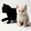 Black & White Kittens