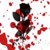 black rose with blood
