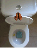 Dive in the toilet