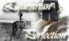 Equestrian Perfection