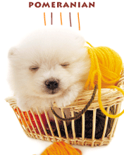 POMERANIAN PUPPY