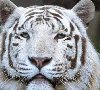 White, Tiger