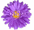 Candace in purple flower
