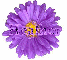 Heather in purple flower
