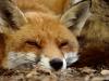 midnight fox
