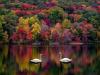 fall, reflective water, swans