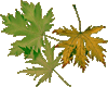 Green fall leaves