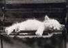 black and white sleeping cat