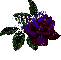 Glinda Rose